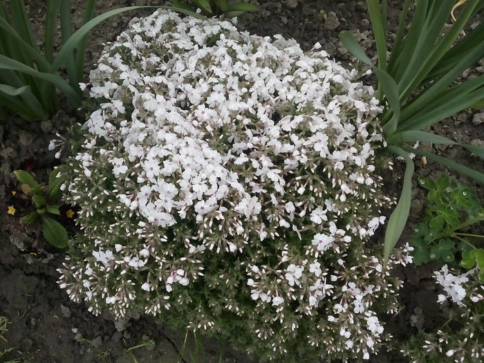 Phlox Sabulata - 2015 Flori in  gradina