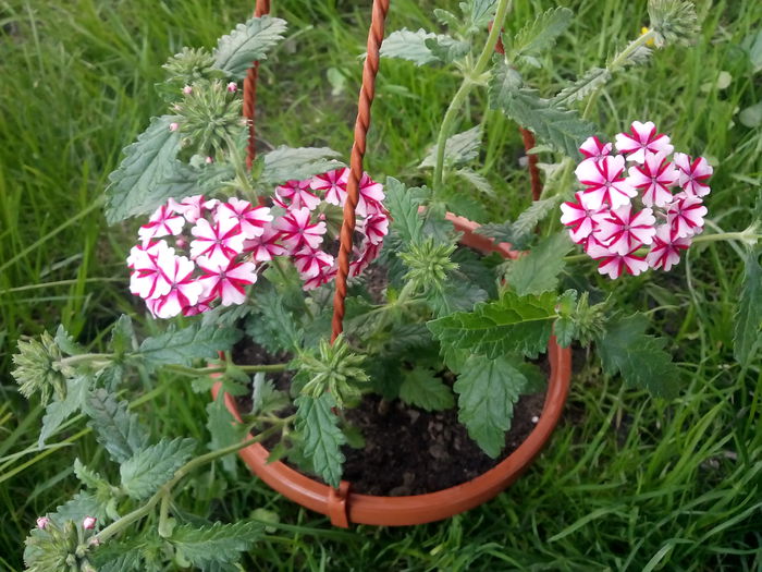 IMG_20150427_175622 - 2015 Flori in  gradina