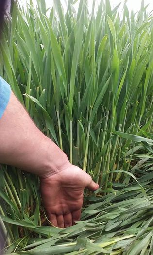 triticale in data de 28 aprilie