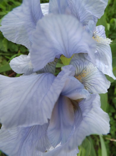 Pumila Azurea - Irisi