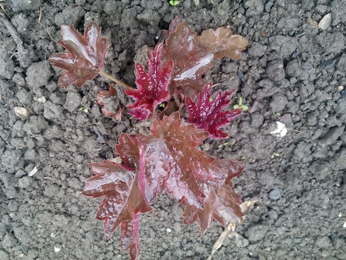 IMG_20150428_160609 - 2015 Flori in  gradina