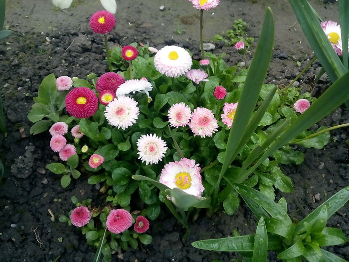 IMG_20150428_160719 - 2015 Flori in  gradina