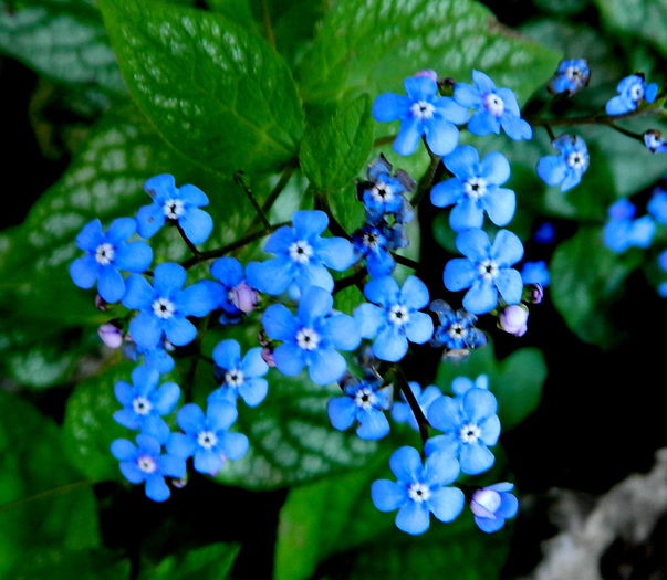 Floare de brunera