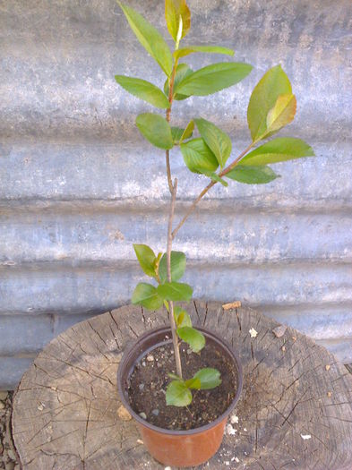 aronia =12lei - 0 0 Arbusti fructiferi 2017-2018