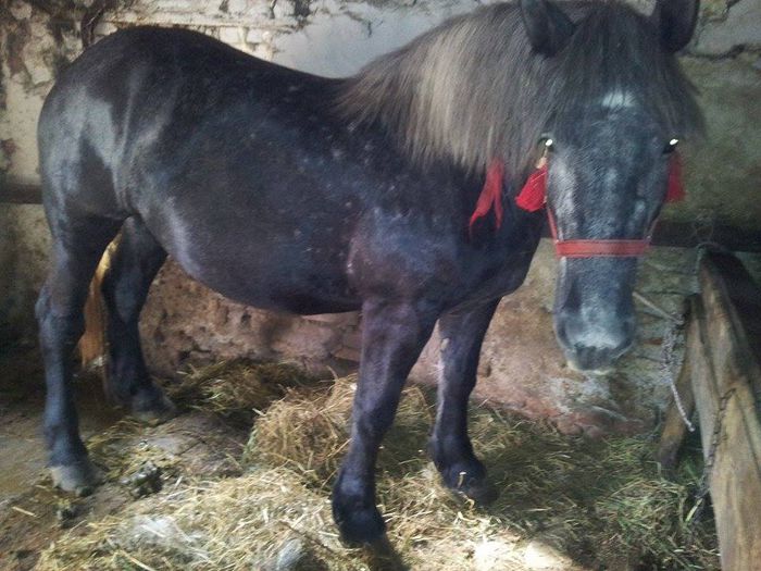 11188161_899142606774949_4825419350692194694_n