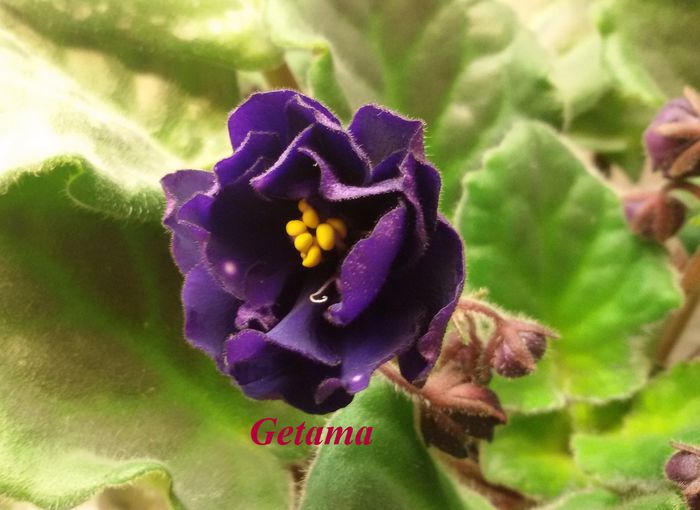 20150314_212315 - AFRICAN VIOLETS