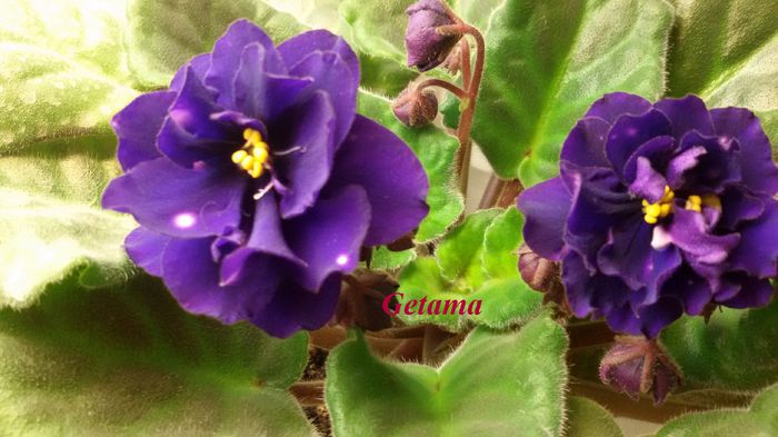 20150318_193016 - AFRICAN VIOLETS