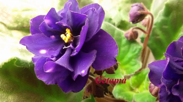 20150318_193029 - AFRICAN VIOLETS