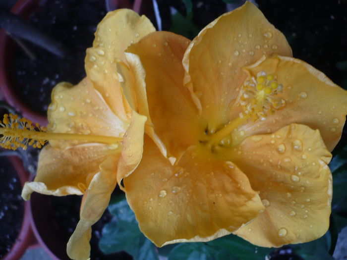 P1210898 - HIBISCUSI 2015-1