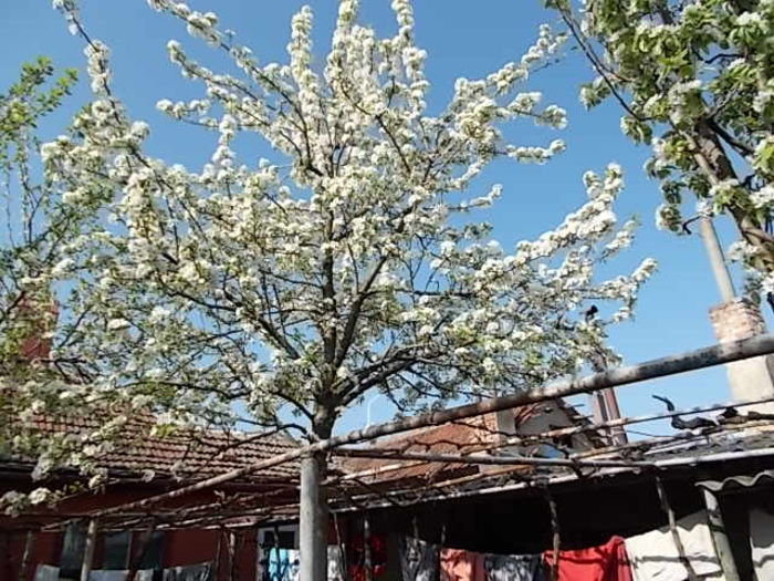 Casa renovata si livada 002