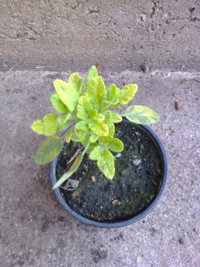 salvie variegata-8lei