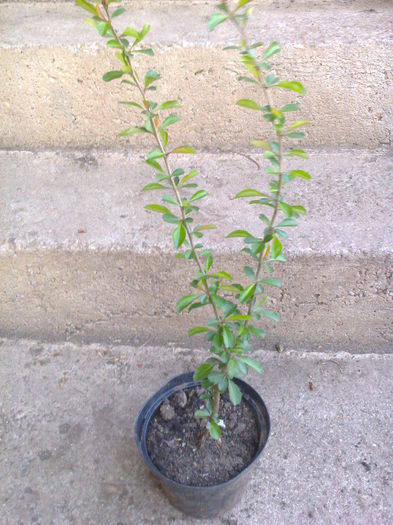 gutui jap.alb-20lei - 0 Plante ornamentale