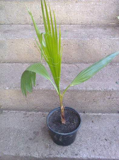 palm.washingtonia 35lei - 0 Plante ornamentale