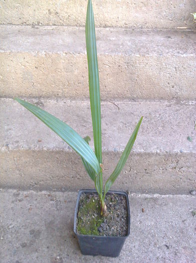 palm.phoenix 30lei - 0 Plante ornamentale