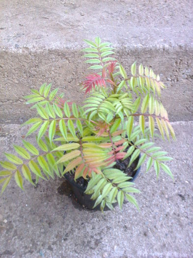 sorbus sorbifolia-tufa-15lei - 0 Plante ornamentale