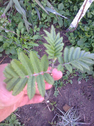 scorus de munte 1m-17lei