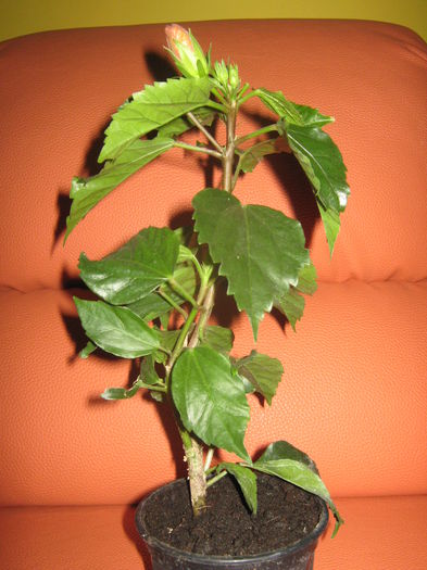 Picture My plants 2870 - Hibiscus Barcelona