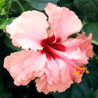 images - Hibiscus Hankins Sport