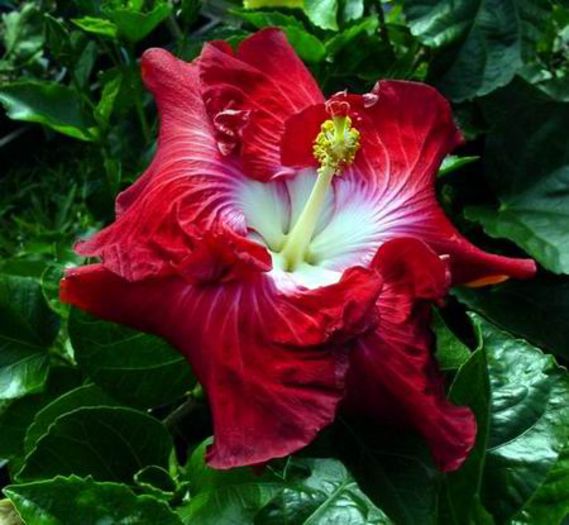 Hot_Ticket - Hibiscus Hot Ticket