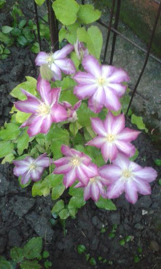 20150428_201908 - Clematis 2015