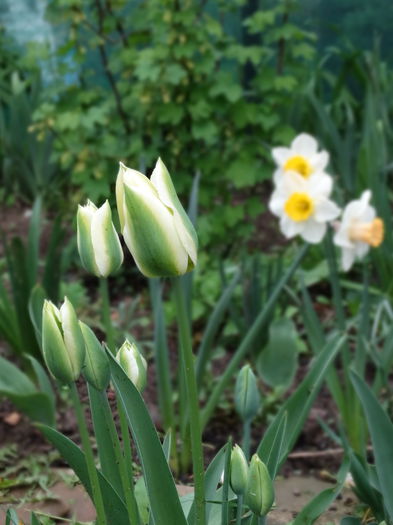 28.04.2015 - b-primavara 2015