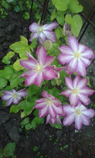 20150428_202101 - Clematis 2015