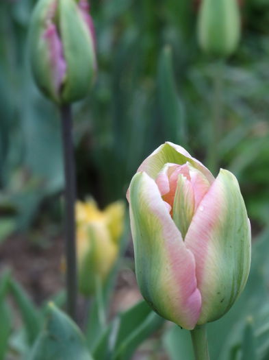 28.04.2015 - b-primavara 2015