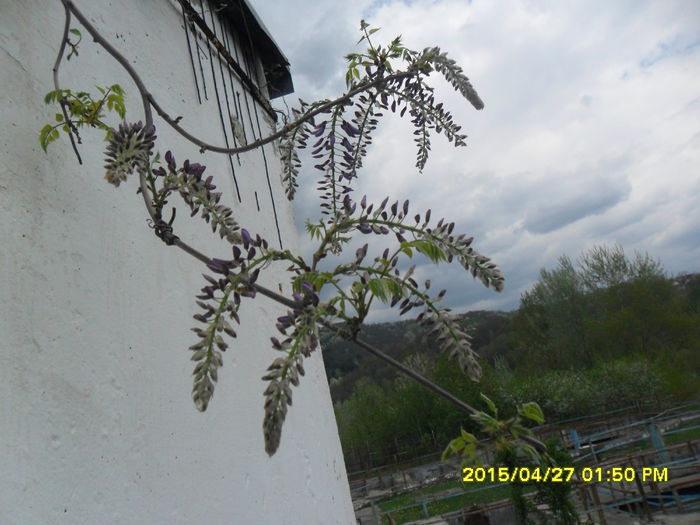 SAM_9176 - Wisteria 2015