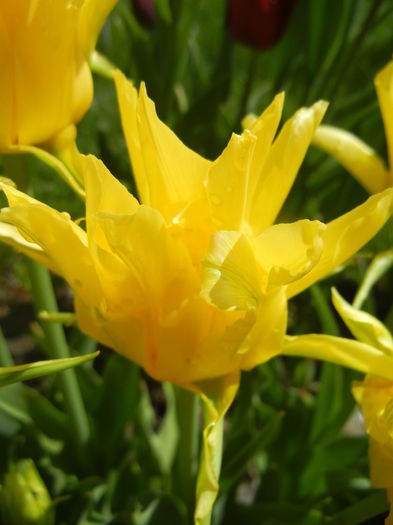 Tulipa Yellow Spider (2015, April 19)