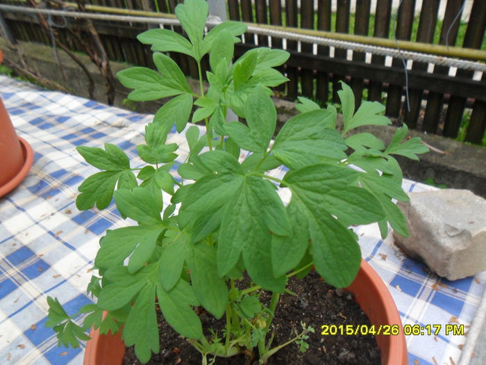 SAM_9167 - Dicentra de la ELENA S