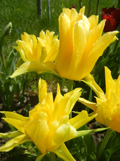 Tulipa Yellow Spider (2015, April 19) Tulipa Yellow Spider (2015, April 19)