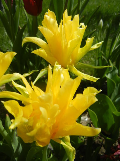 Tulipa Yellow Spider (2015, April 19) Tulipa Yellow Spider (2015, April 19)