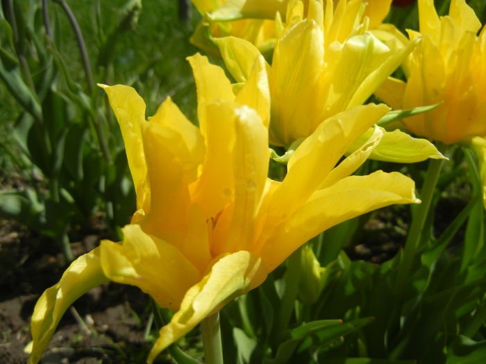 Tulipa Yellow Spider (2015, April 19)