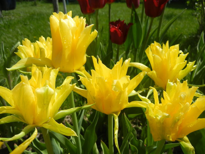 Tulipa Yellow Spider (2015, April 19) Tulipa Yellow Spider (2015, April 19)