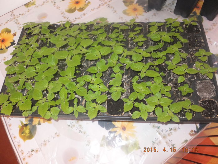 DSCF5986 - Paulownia 2015__samanta_rasad_arbore