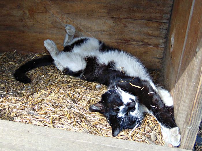 DSC05984 - Diverse animale si pasari