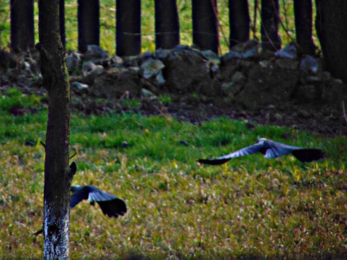 DSC05987 - Diverse animale si pasari