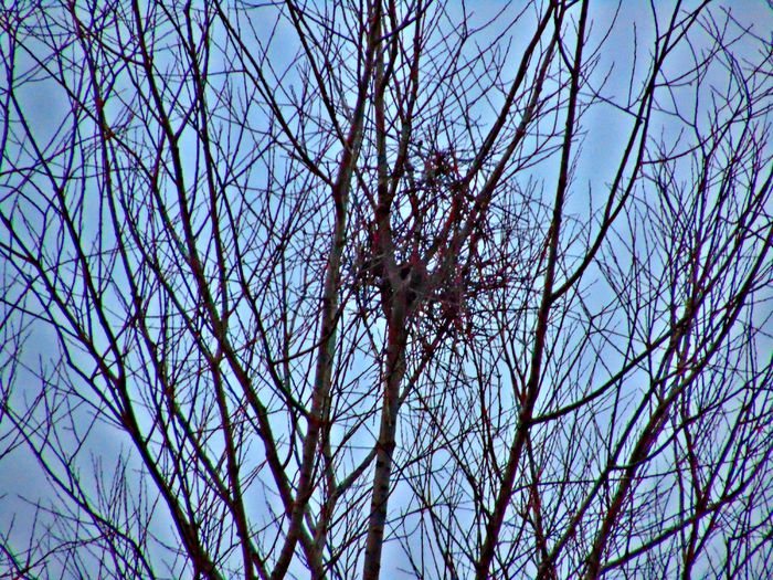cuib cotofana - Diverse animale si pasari