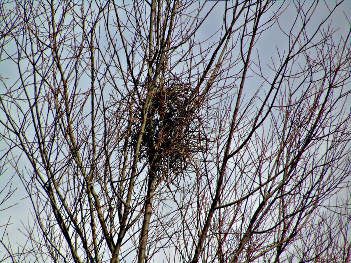 DSC06163 - Diverse animale si pasari