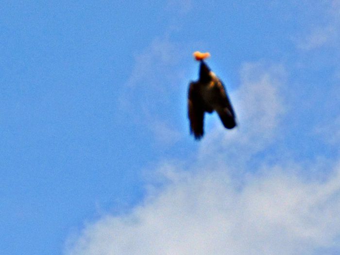 DSC06480 - Diverse animale si pasari