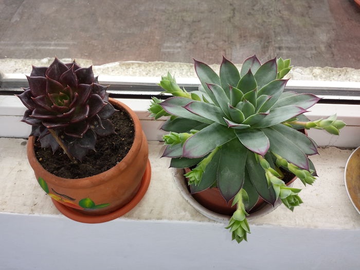 211 Echeveria gilva red - Suculente - 2015