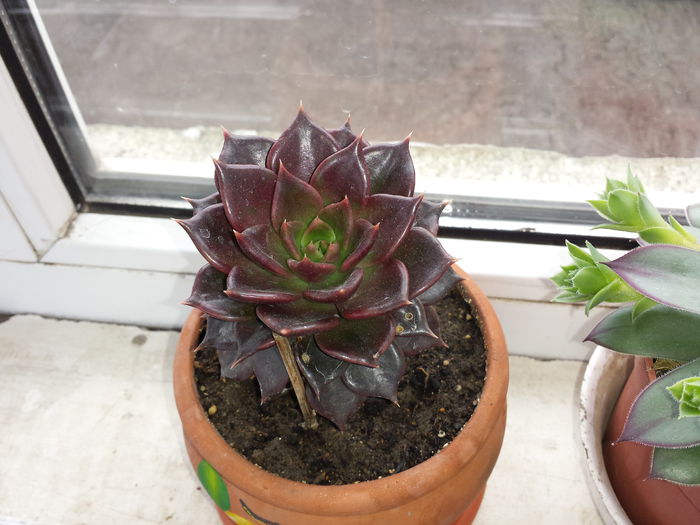 210 Echeveria gilva red - Suculente - 2015