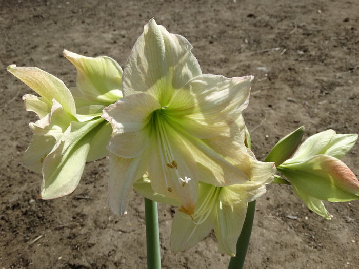 DSC00252 - Amaryllis 2015