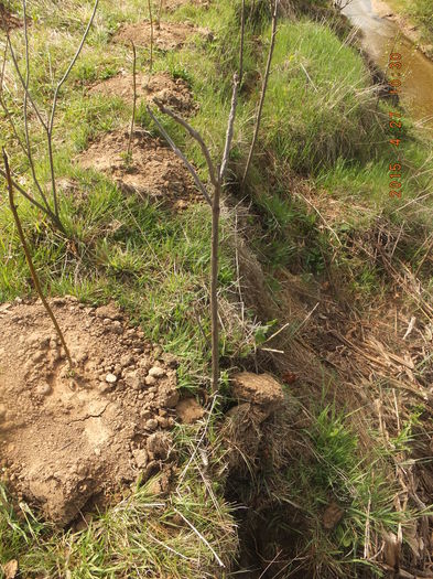 DSCF6093; In stanga se afla paulownia, dreapta o Catalpa in anul 2 de la plantare :D
