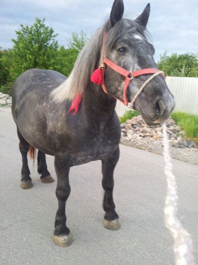 11164659_899333413422535_6989453947016173505_n