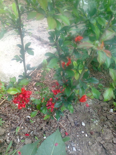 Gutui japonez"Cido" 28.04.2015
