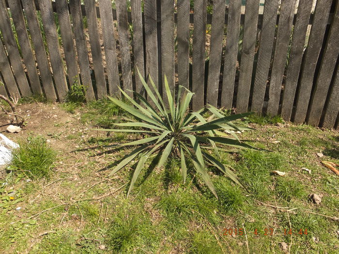 DSCF6187 (27-04-2015) - Yucca Filamentossa