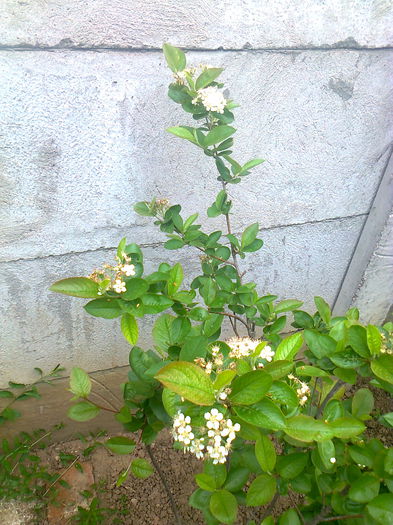 Aronia Melanocarpa Hugin, 28.04.2015 - Gradina mea