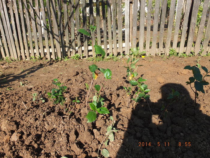 DSCF2558 (11-05-2014) - Aronia melanocarpa