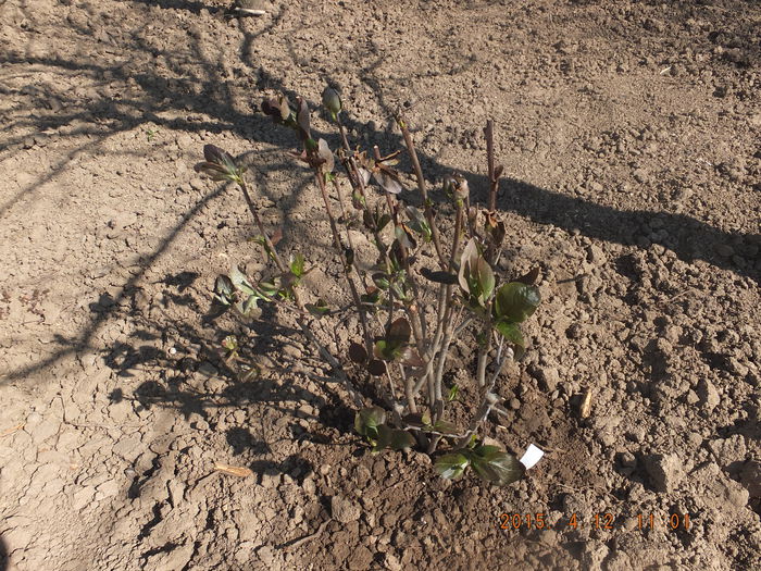 DSCF5848 (12-04-2015) - Aronia melanocarpa